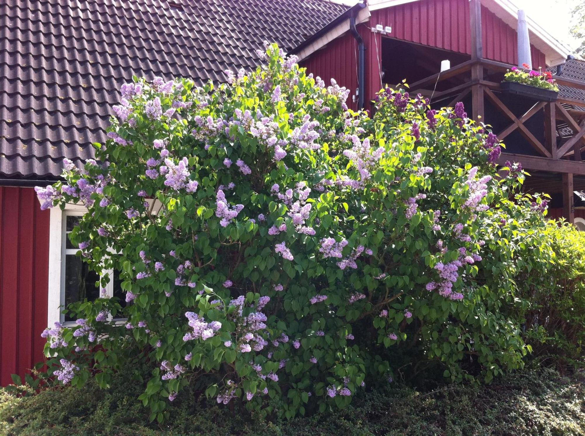 Mattisgarden Bed & Breakfast Östra Ljungby Dış mekan fotoğraf